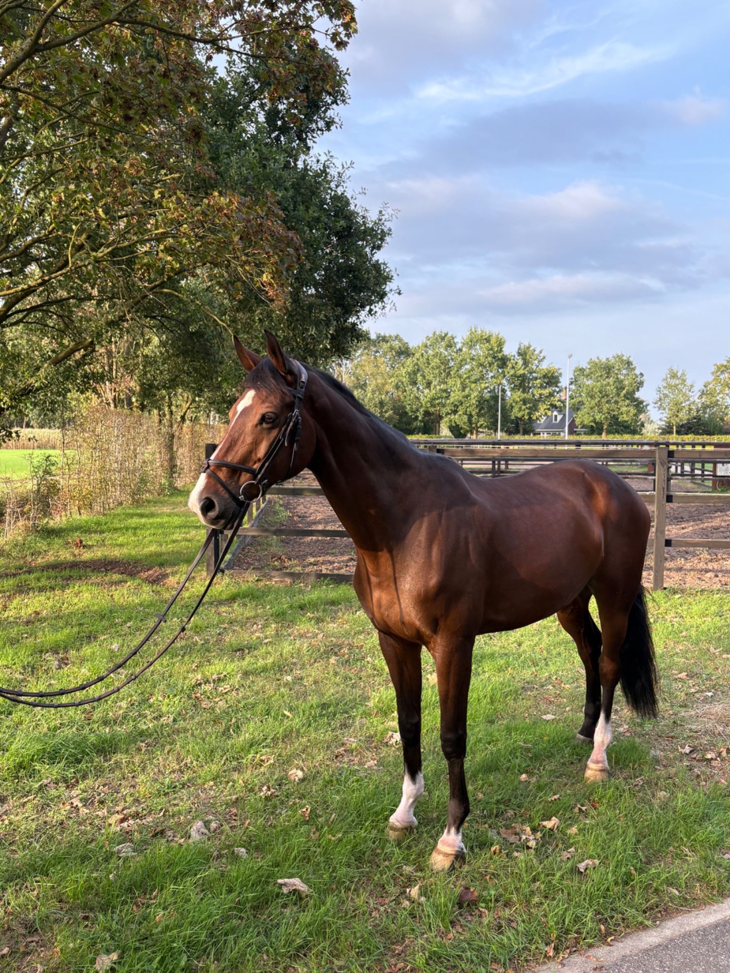 kwpn springpaard ruin 14 jaar bruin te koop - Foto 4