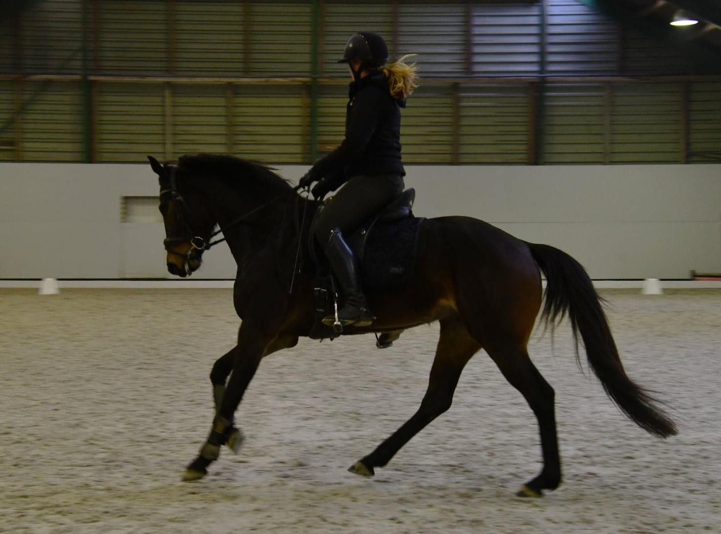 kwpn dressuurpaard merrie 6 سنوات donkerbruin للبيع - صورة 5