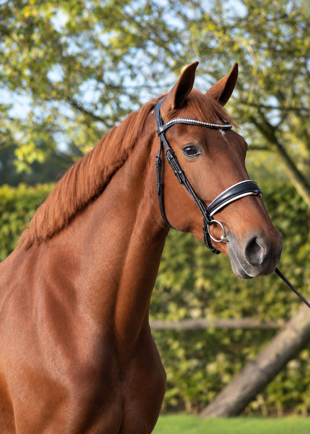 kwpn dressuurpaard merrie 4 años vos en venta - Foto 3