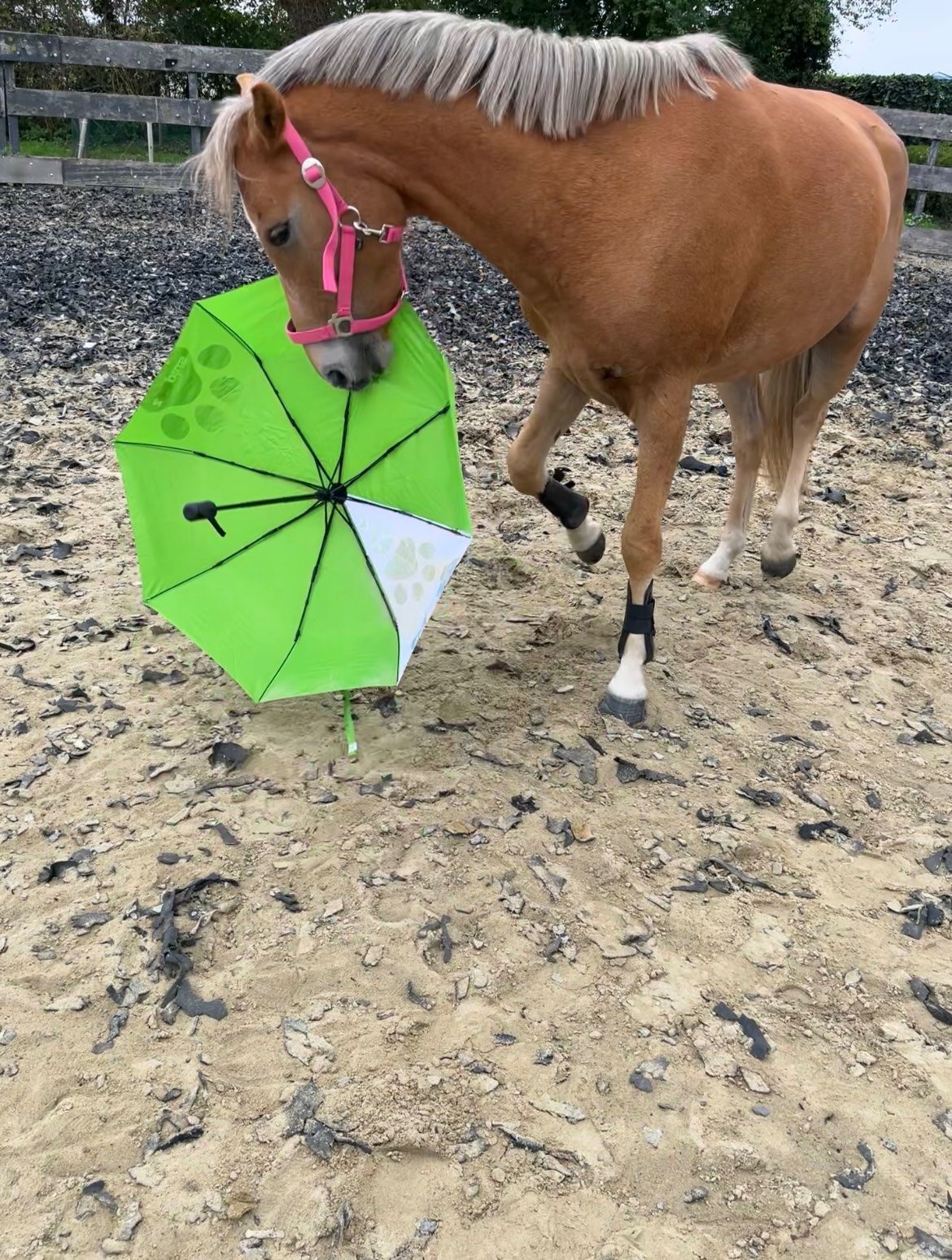 new-forest allround-pony ruin 3 jaar vos te koop - Foto 6