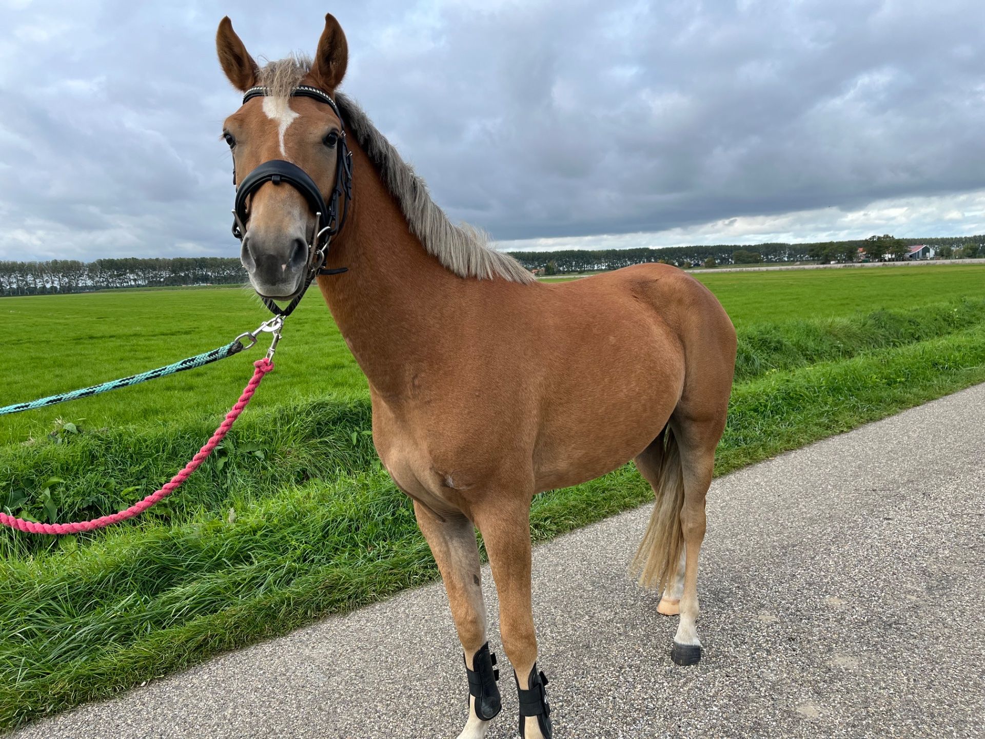 new-forest allround-pony ruin 3 jaar vos te koop - Foto 5