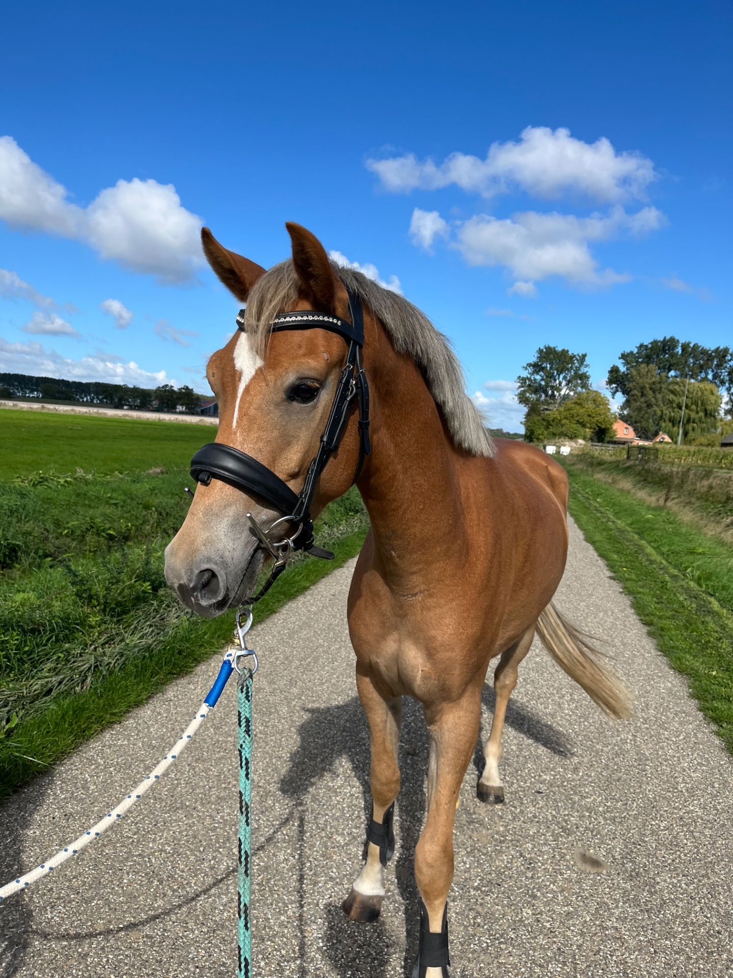 new-forest allround-pony ruin 3 jaar vos te koop - Foto 3