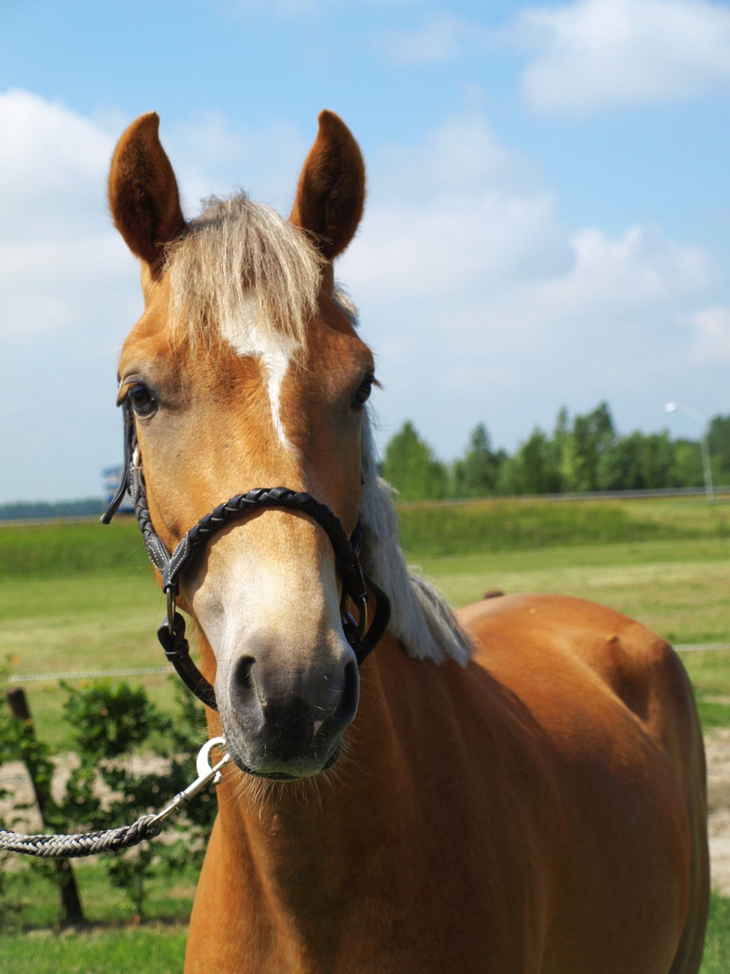 new-forest allround-pony ruin 3 jaar vos te koop - Foto 2