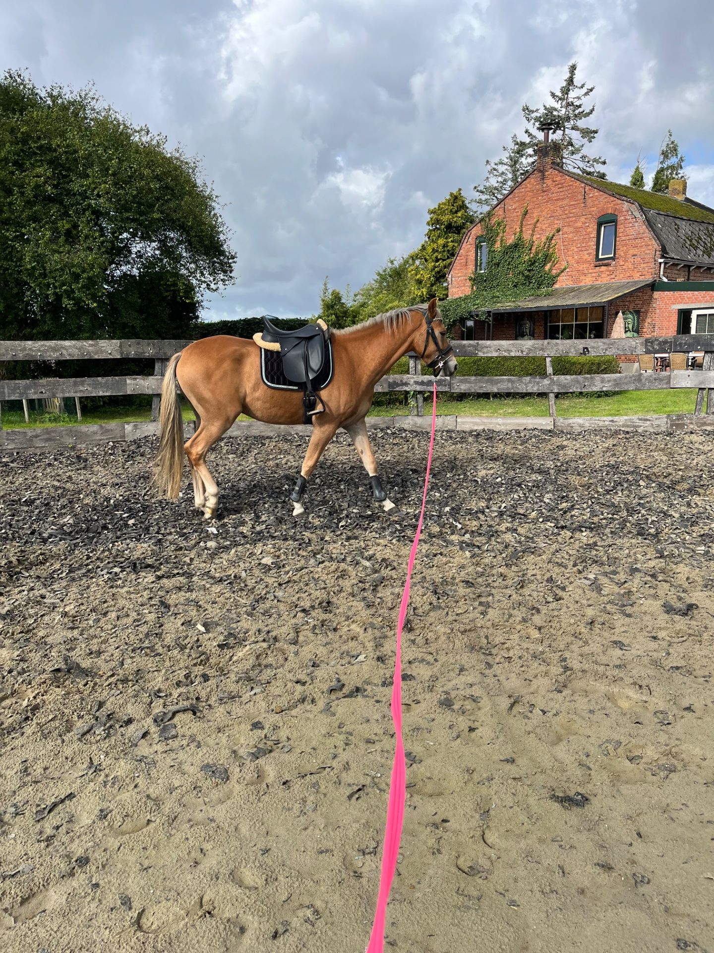 new-forest allround-pony ruin 3 jaar vos te koop - Foto 4