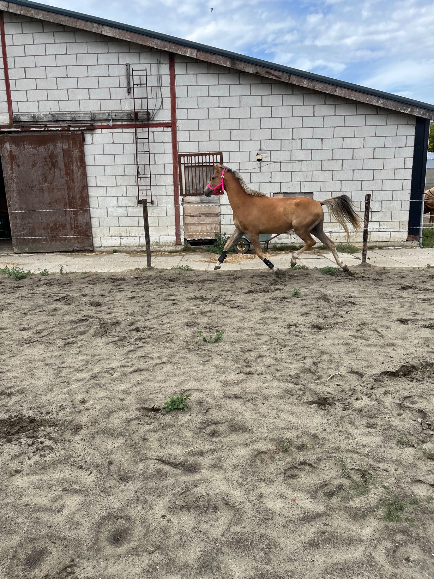 Spirit – Jonge New Forest-ruin met een lief karakter en potentie!