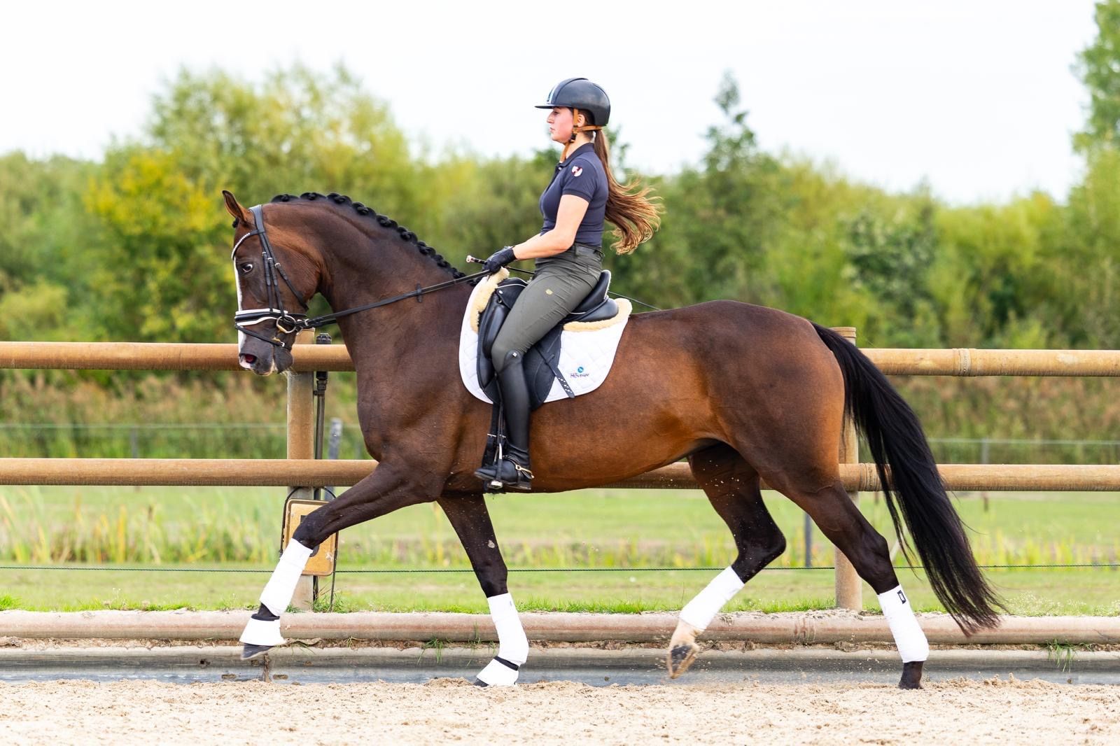 kwpn dressuurpaard merrie 5 år donkerbruin till salu - Foto 3