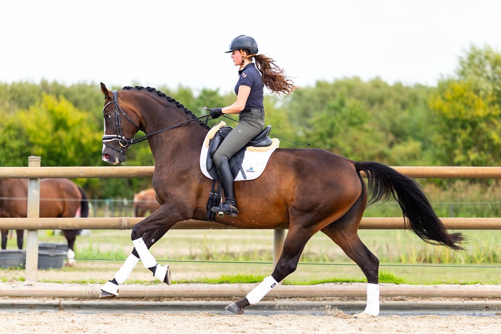 kwpn dressuurpaard merrie 5 år donkerbruin till salu - Foto 2