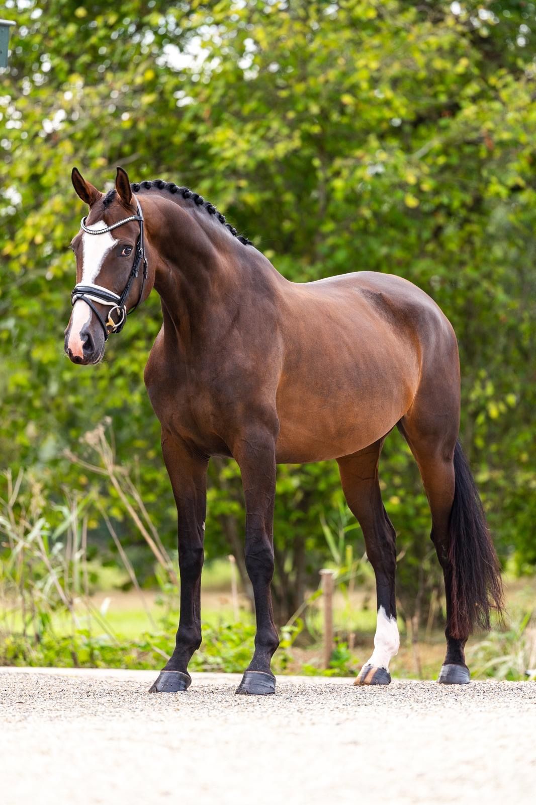 kwpn dressuurpaard merrie 5 år donkerbruin till salu - Foto 5