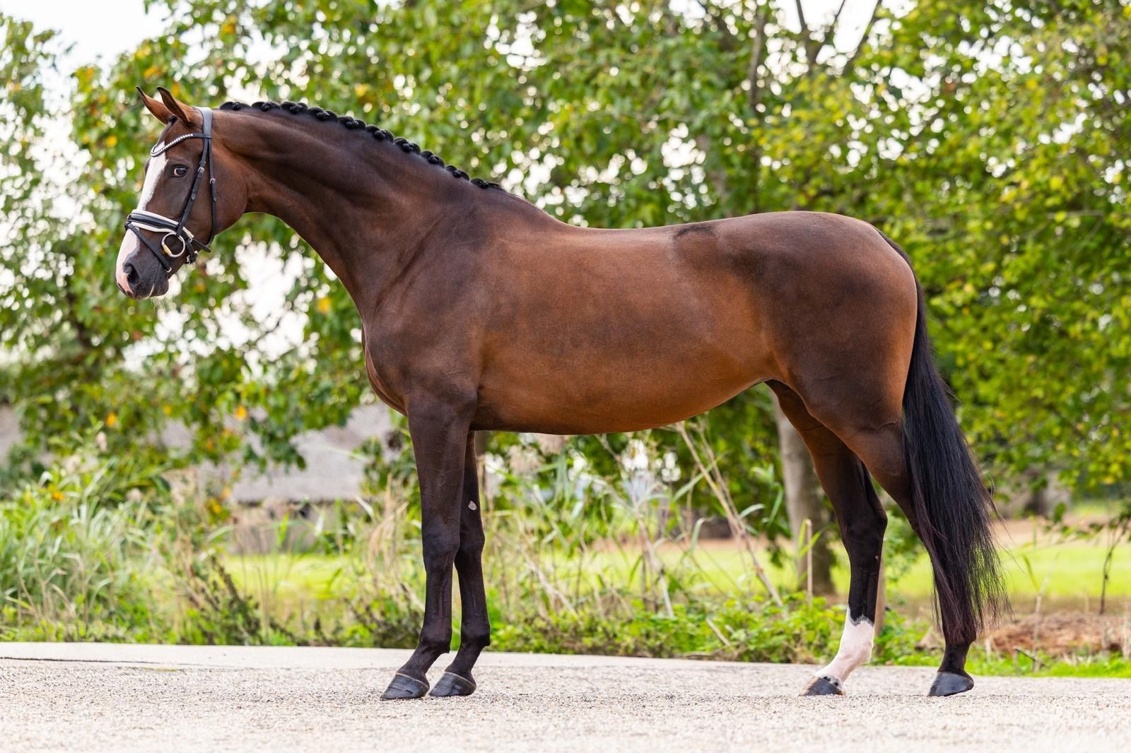 kwpn dressuurpaard merrie 5 år donkerbruin till salu - Foto 4