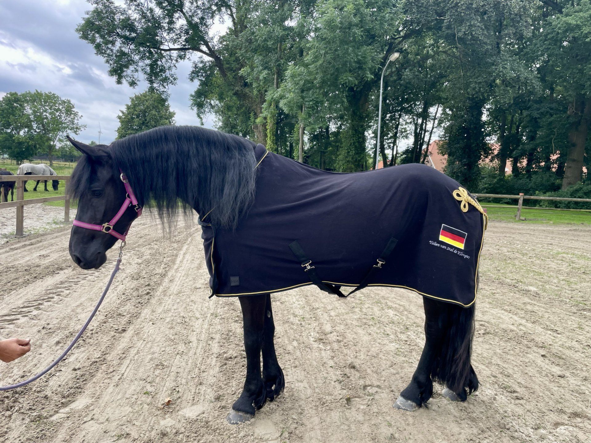 fries merrie 3 Jahre alt zwart zu verkaufen - Foto 6
