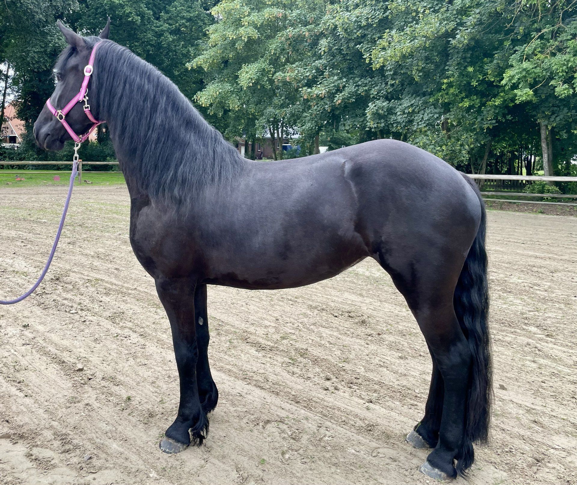 fries merrie 3 Jahre alt zwart zu verkaufen - Foto 5