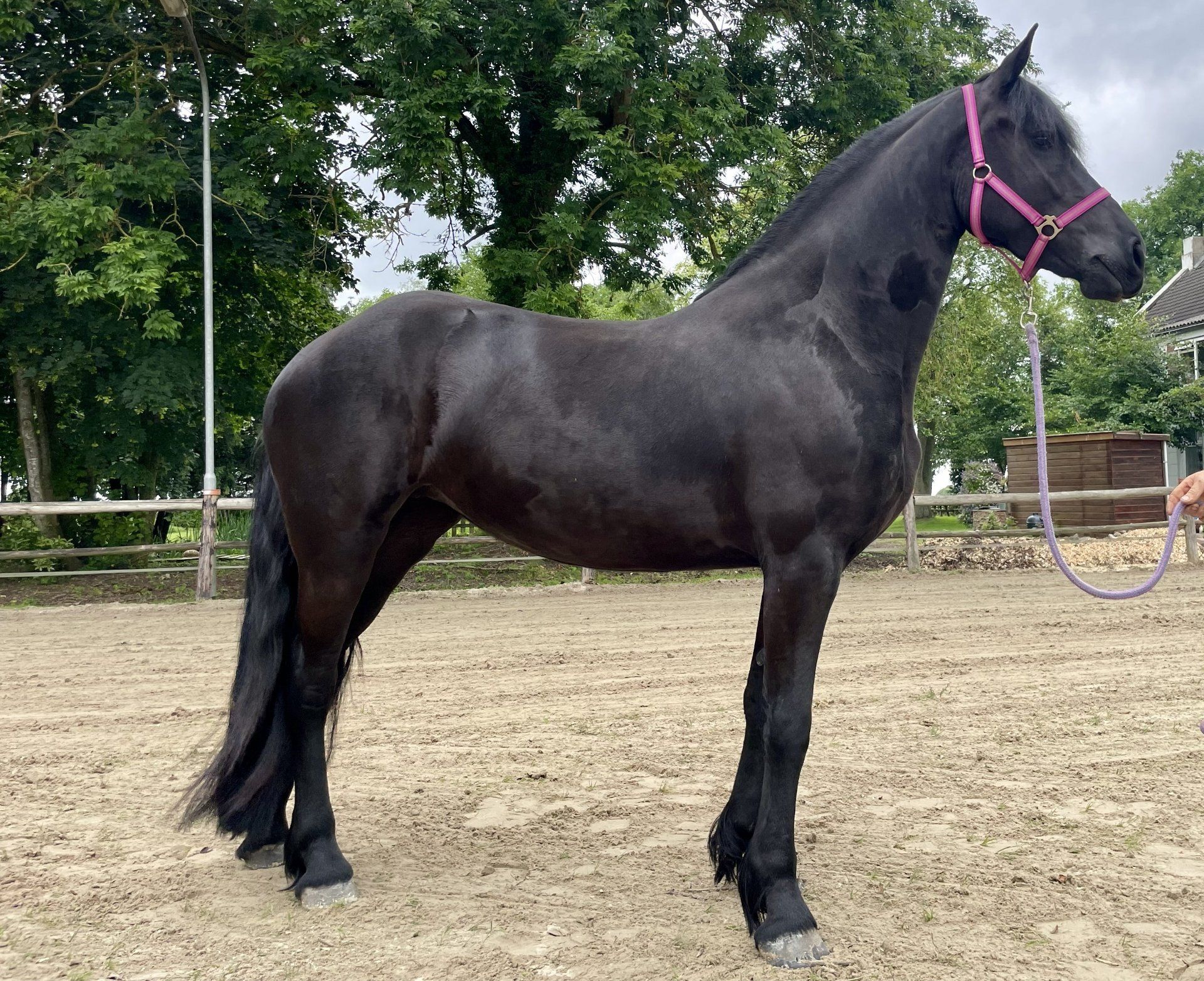 fries merrie 3 Jahre alt zwart zu verkaufen - Foto 4