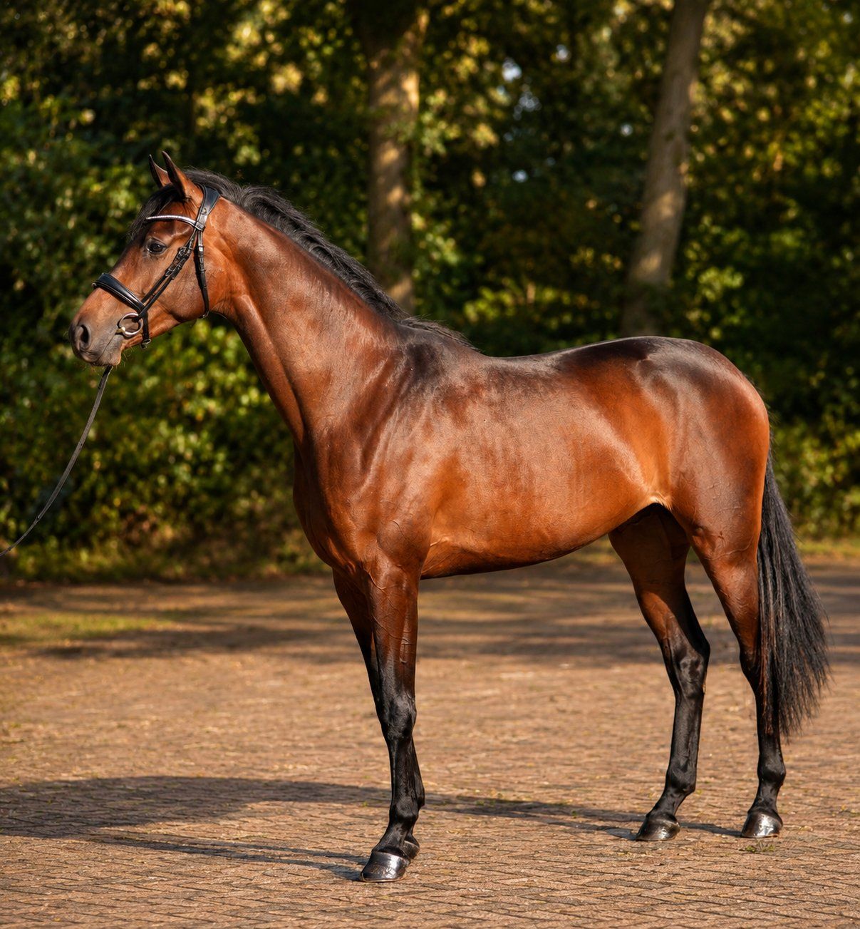 3-årigt Dynamic Dream-sto