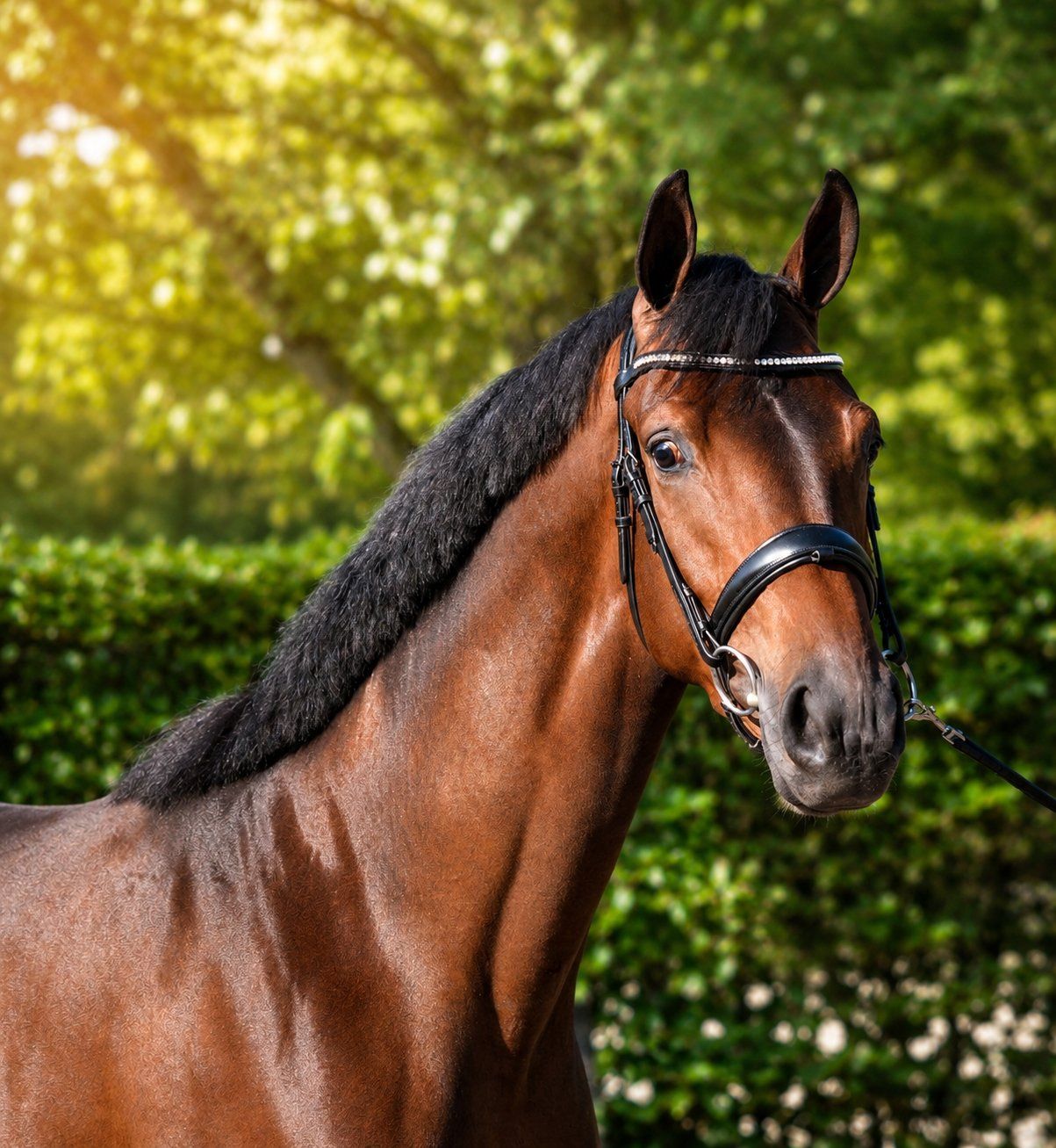 kwpn dressuurpaard merrie 3 años donkerbruin en venta - Foto 2
