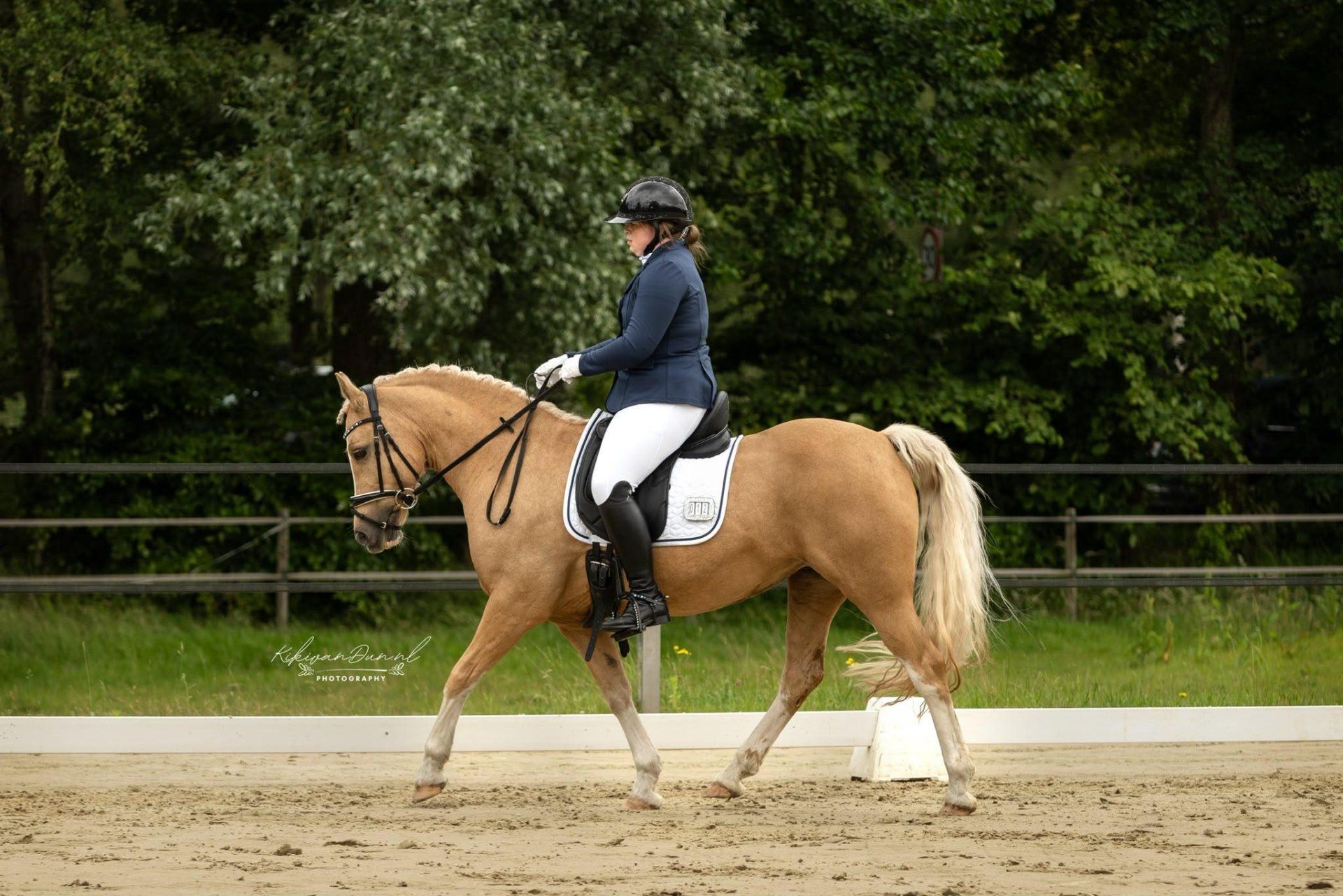 welsh-cob dressuurpony merrie 11 years old palomino for sale - Photo 3