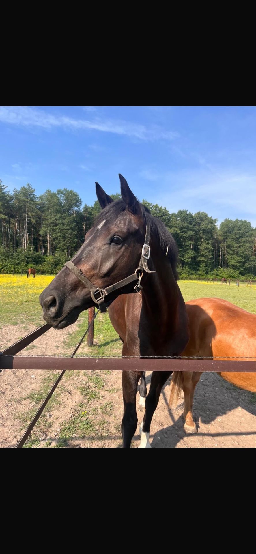 Leuke 3-jarige merrie 