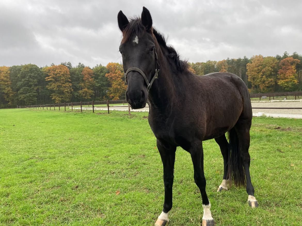 bwp dressuurpaard merrie 3 jaar zwart te koop - Foto 2