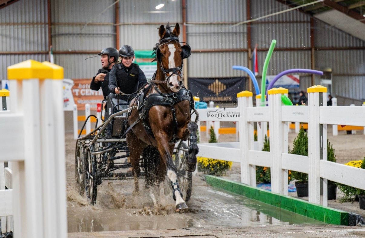 hongre de 14 ans cheval d’attelage, Patijn x Fabricius