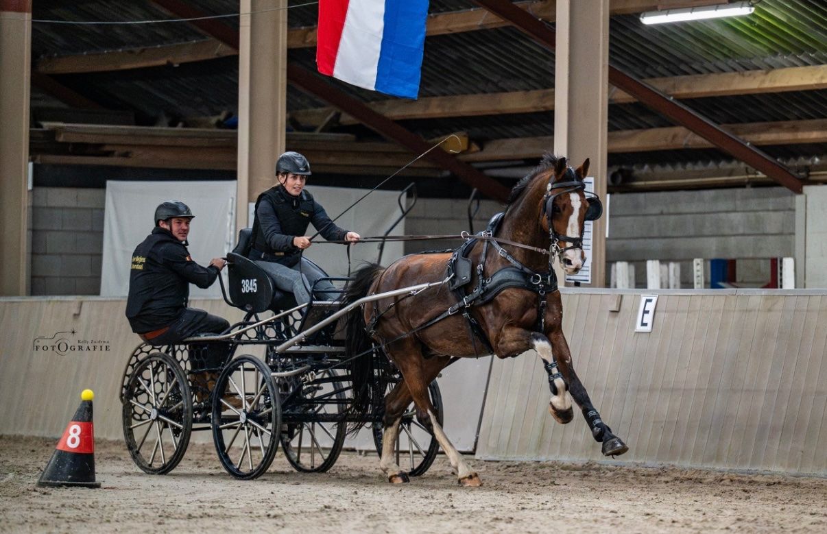 KWPN tuigpaard ruin 14 ans bruin à vendre - Photo 3