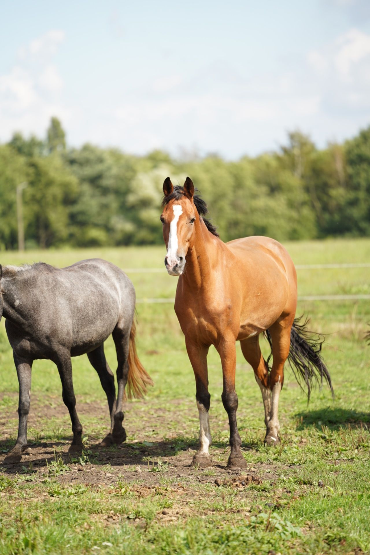 KWPN tuigpaard ruin 14 ans bruin à vendre - Photo 4