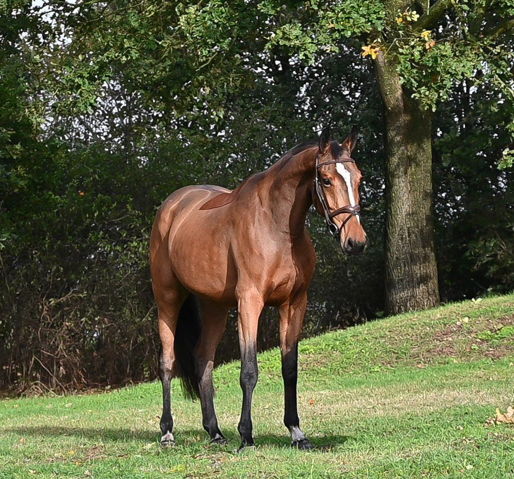 nrps springpaard merrie 3 ans bruin à vendre - Photo 2
