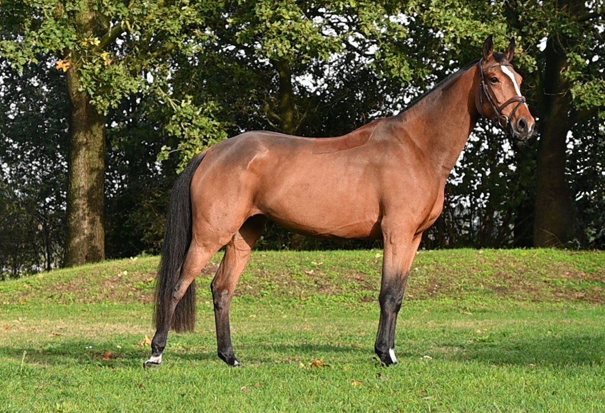 nrps springpaard merrie 3 ans bruin à vendre - Photo 3