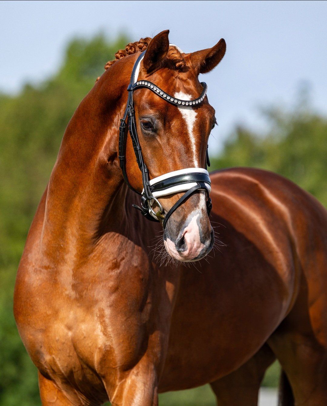 Precioso caballo capón