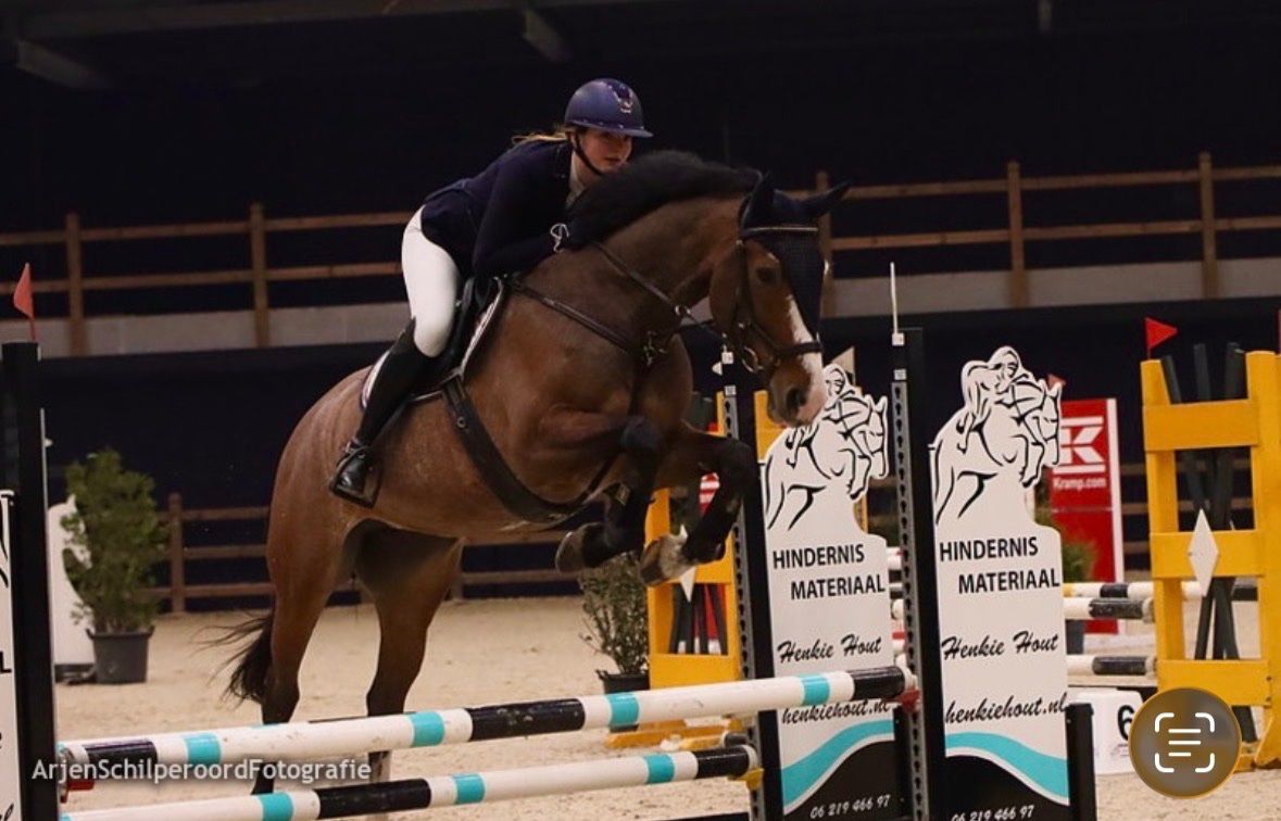 Kalinka jument de 11 ans (Grandslam VDL x Indoctro)