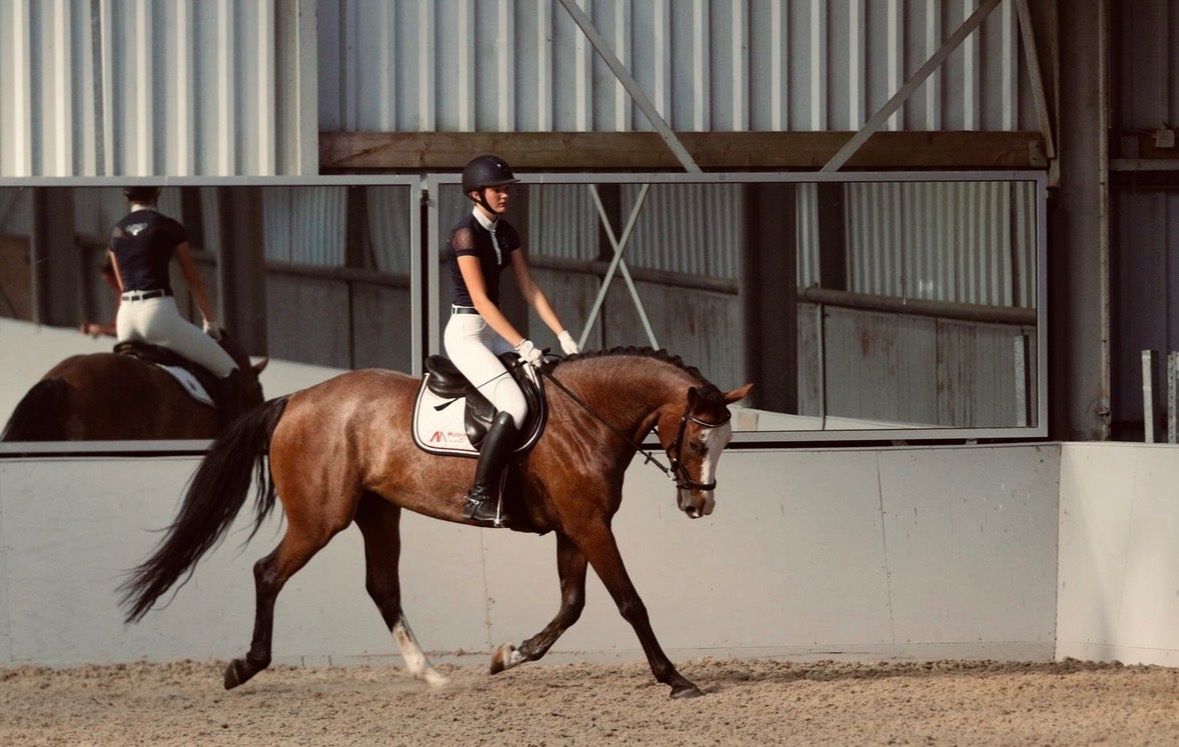 kwpn allrounder merrie 11 ans roan à vendre - Photo 3