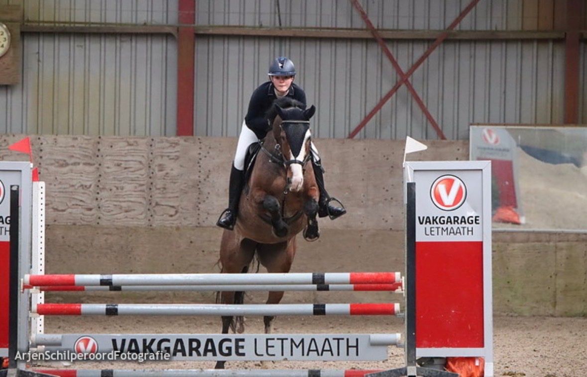 kwpn allrounder merrie 11 ans roan à vendre - Photo 4