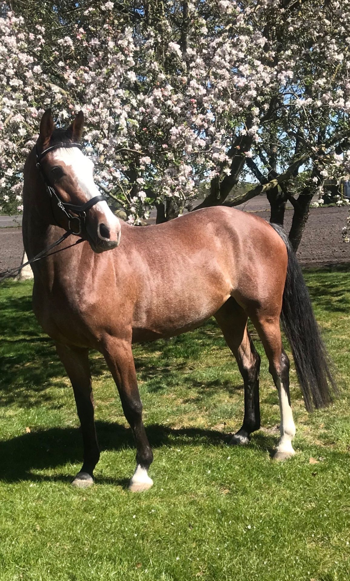 kwpn allrounder merrie 11 ans roan à vendre - Photo 2