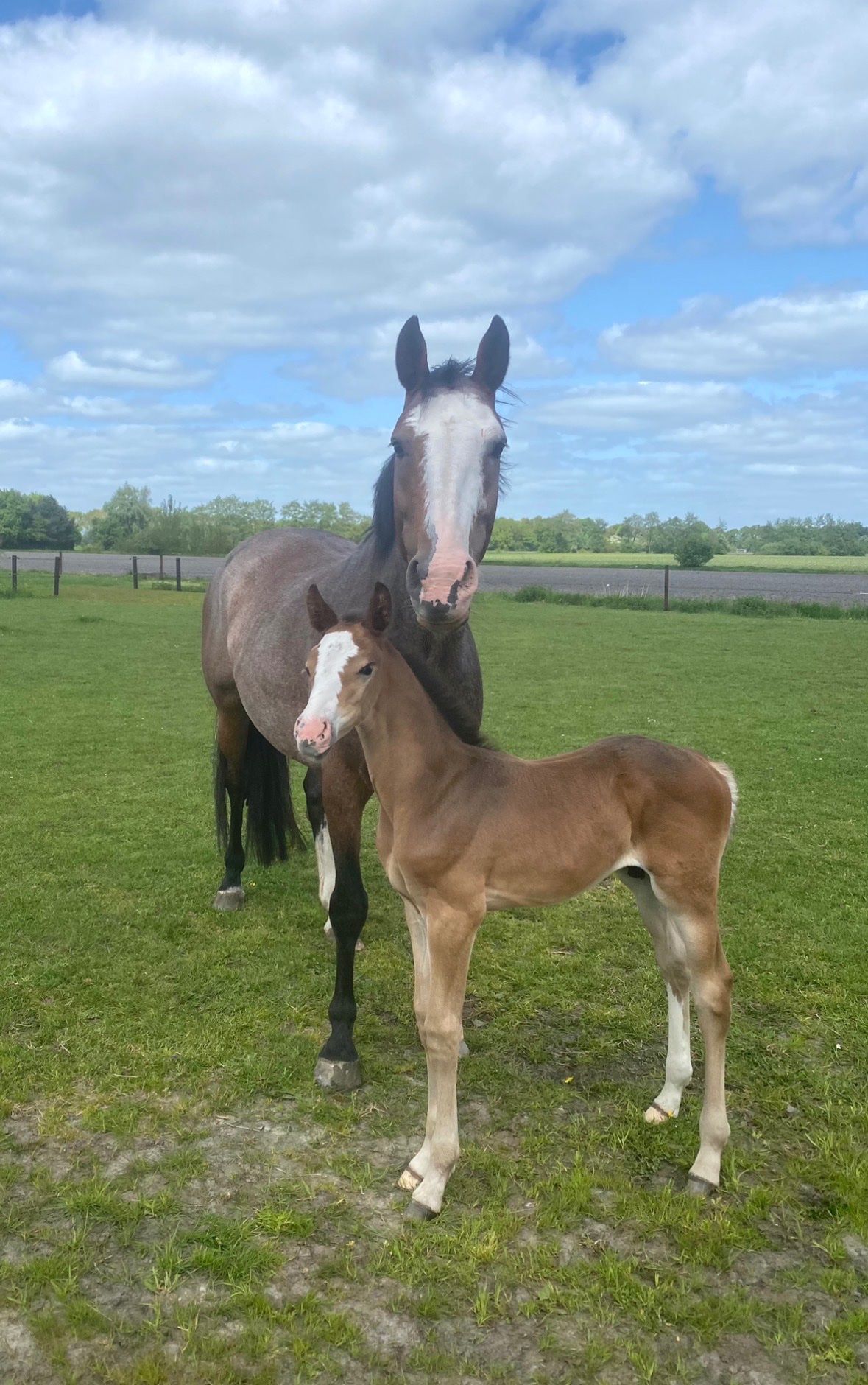 kwpn allrounder merrie 11 ans roan à vendre - Photo 6