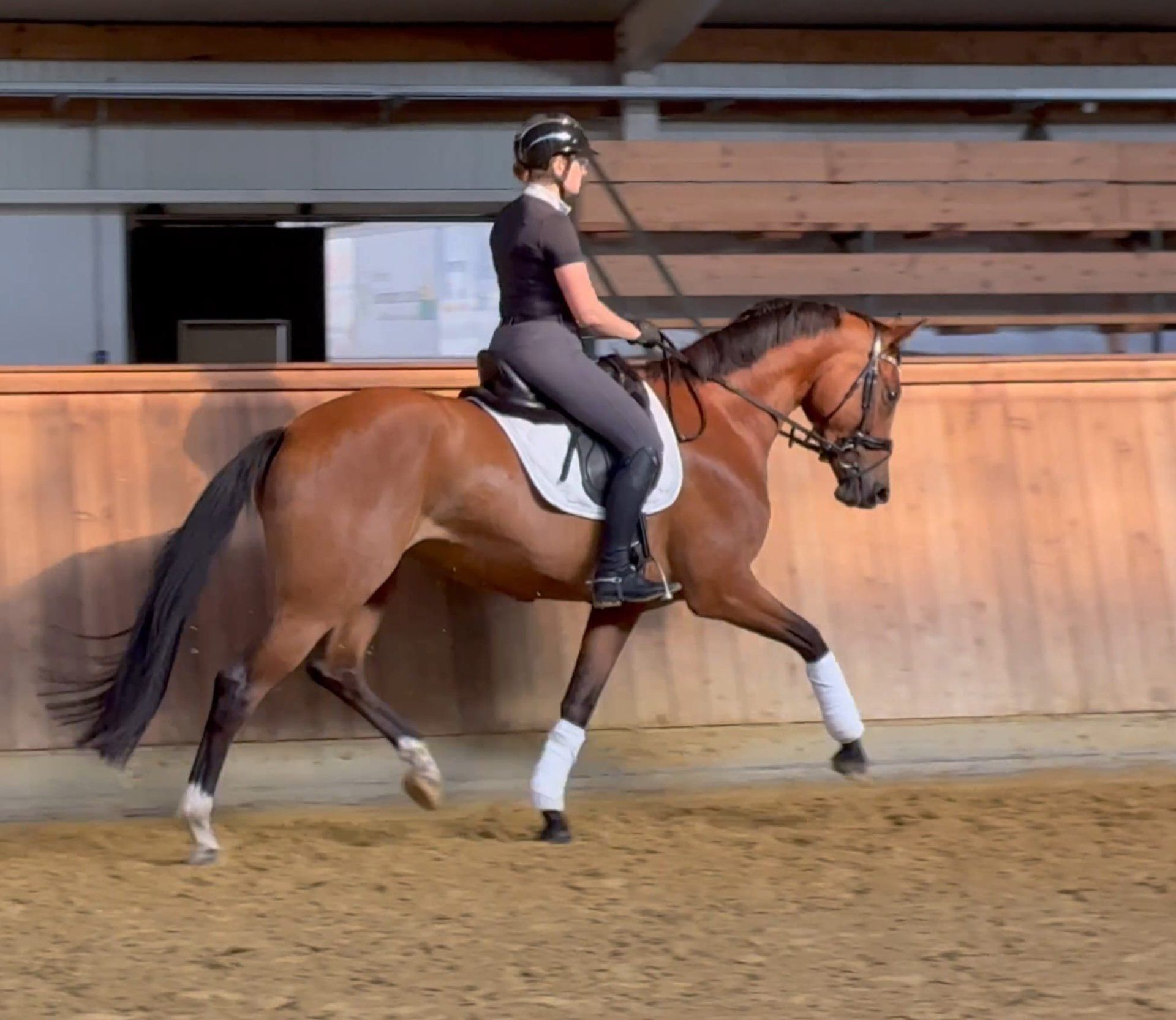 Cheval de dressage
