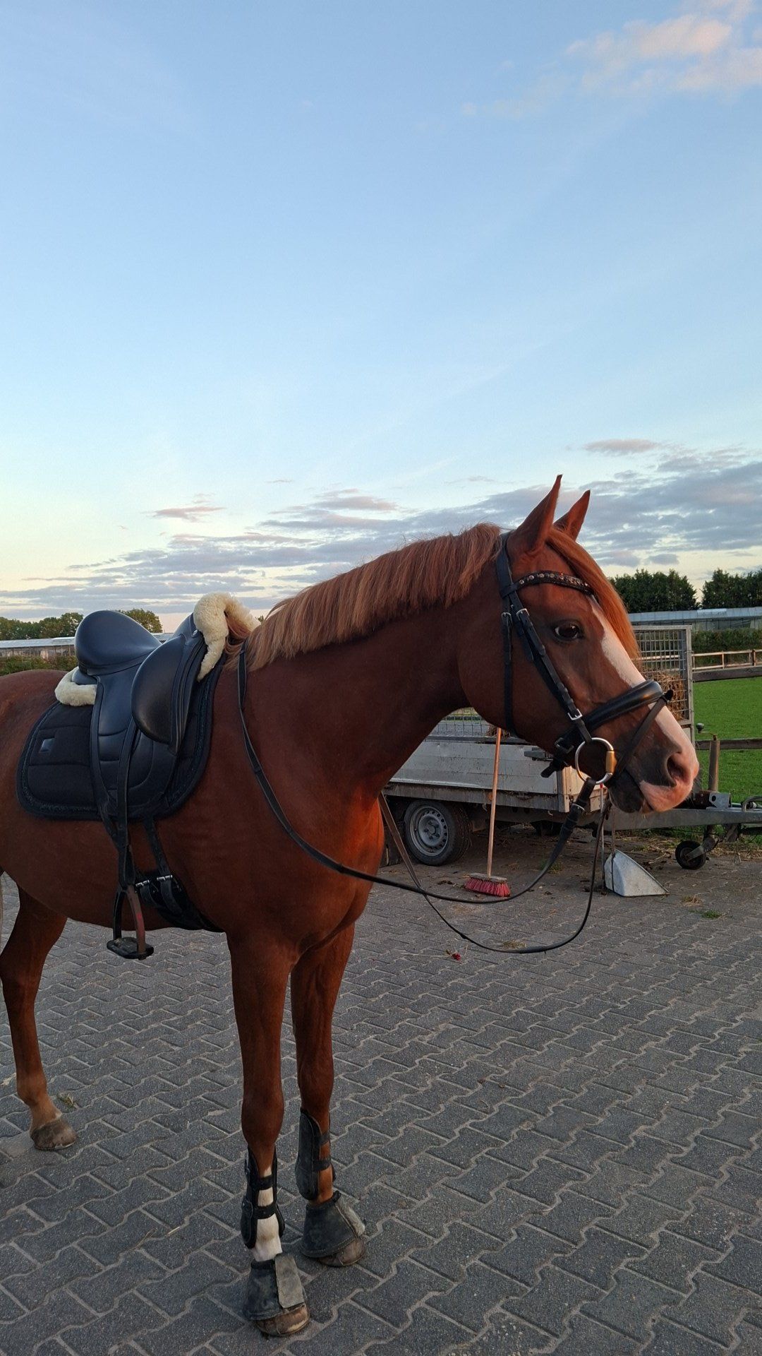 welsh dressuurpony ruin 13 ans vos à vendre - Photo 6