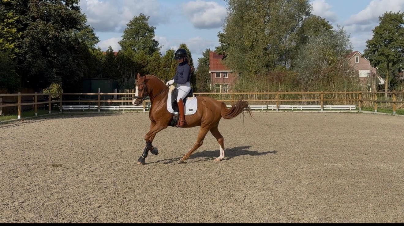 Beau poney E fiable à vendre