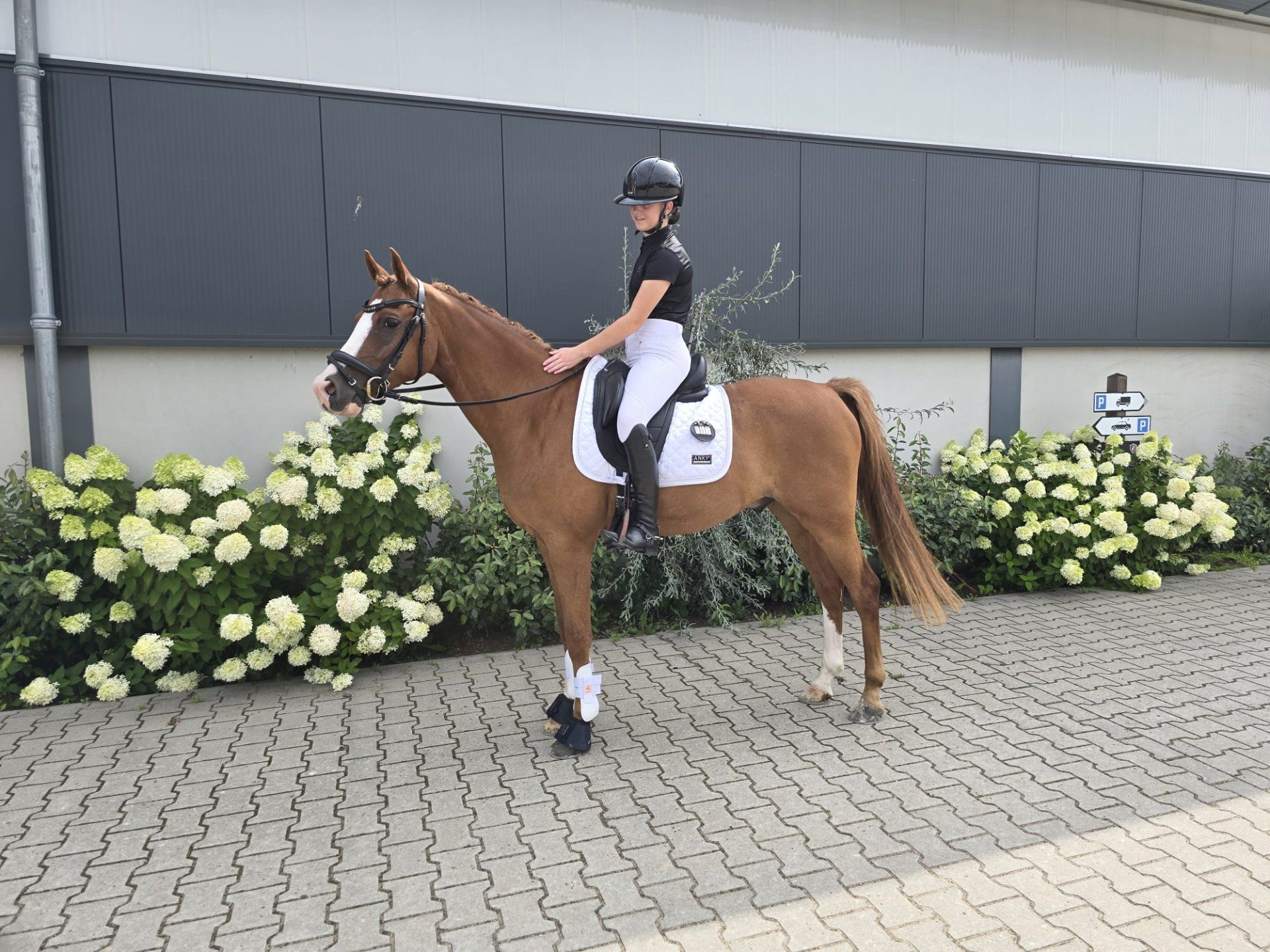 welsh dressuurpony ruin 13 ans vos à vendre - Photo 2