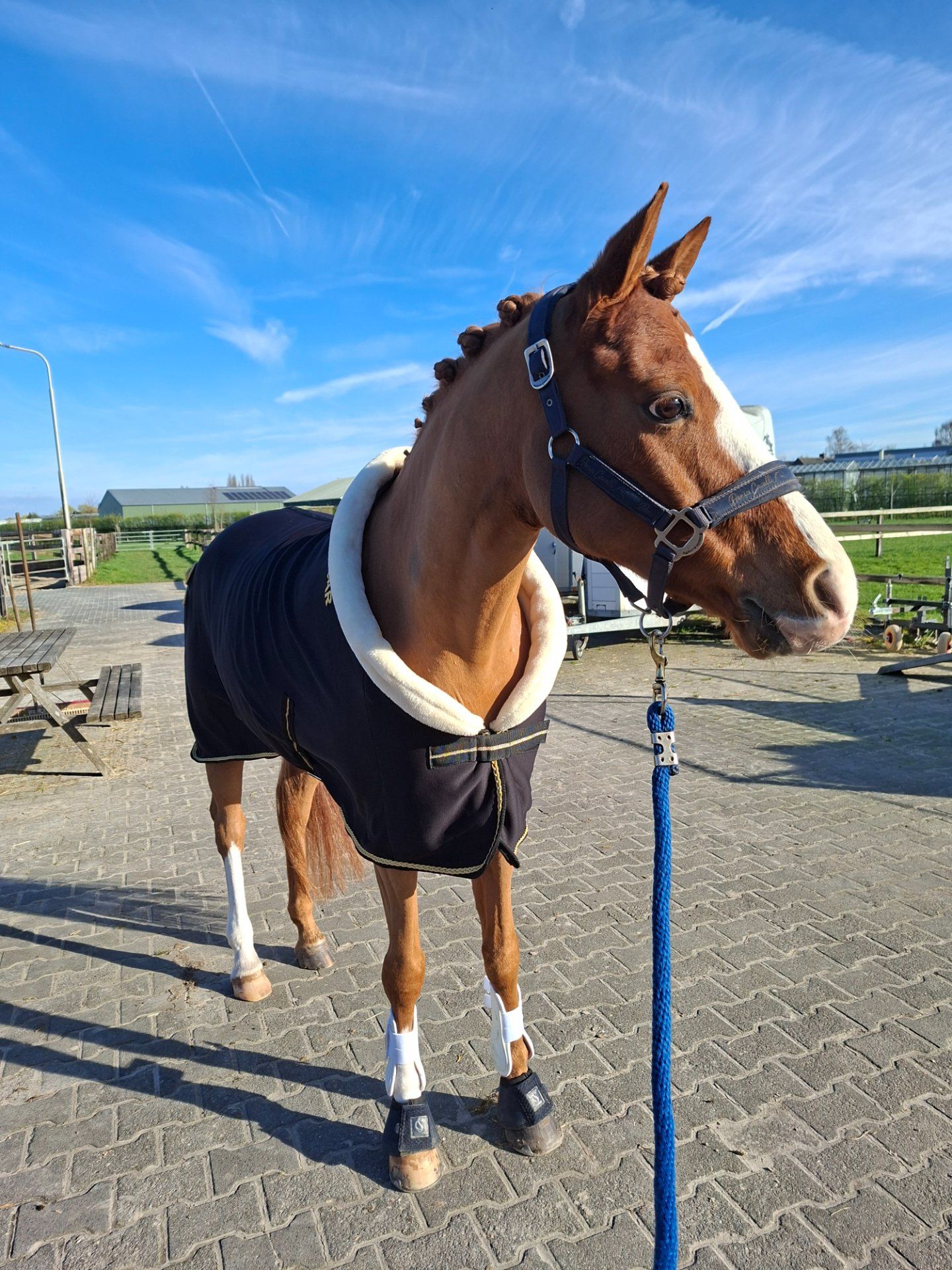 welsh dressuurpony ruin 13 ans vos à vendre - Photo 4