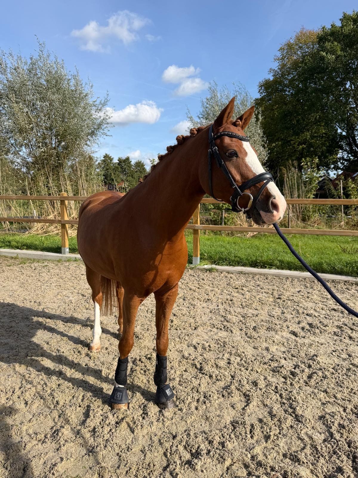 welsh dressuurpony ruin 13 ans vos à vendre - Photo 5