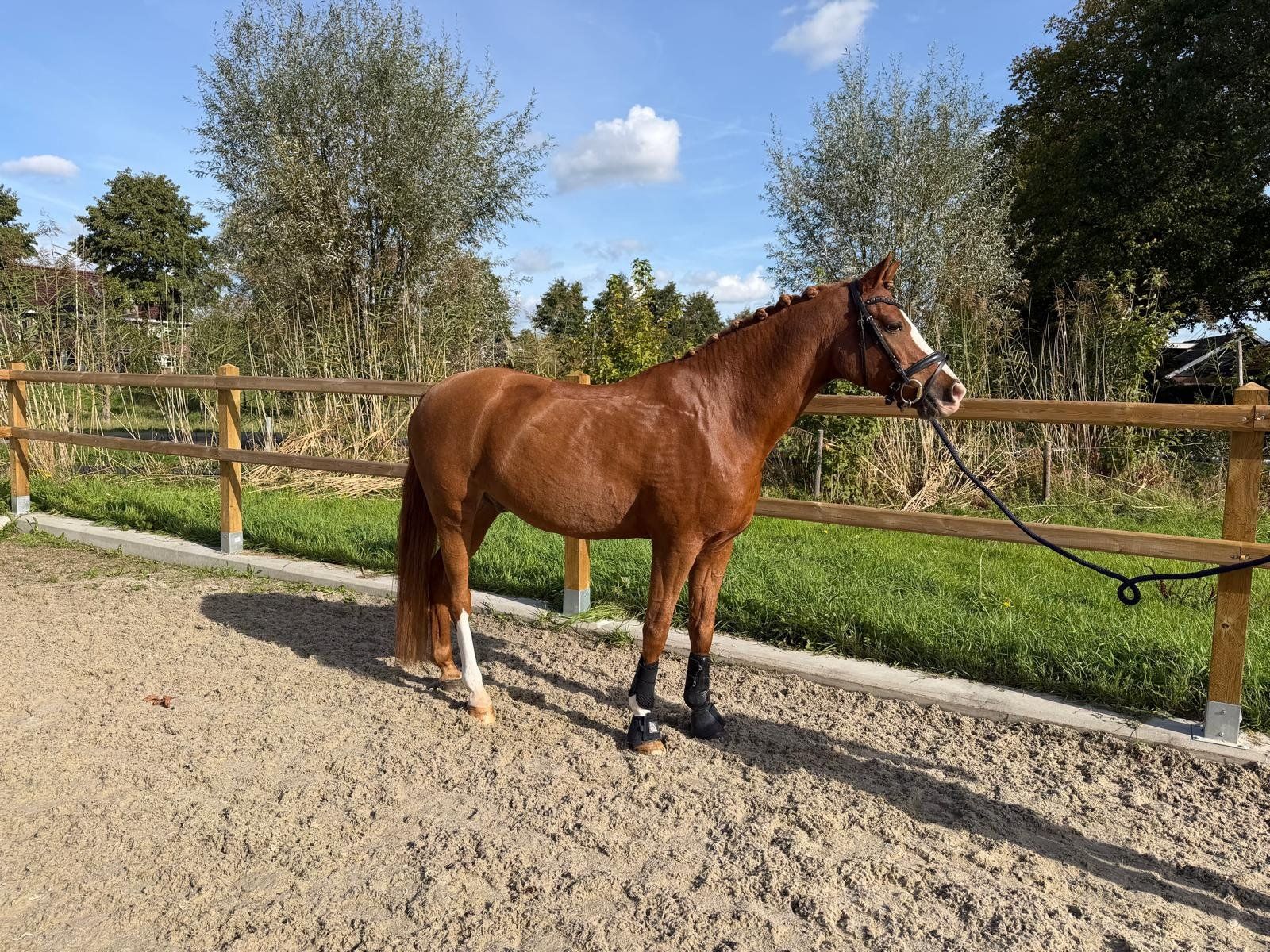 welsh dressuurpony ruin 13 ans vos à vendre - Photo 3