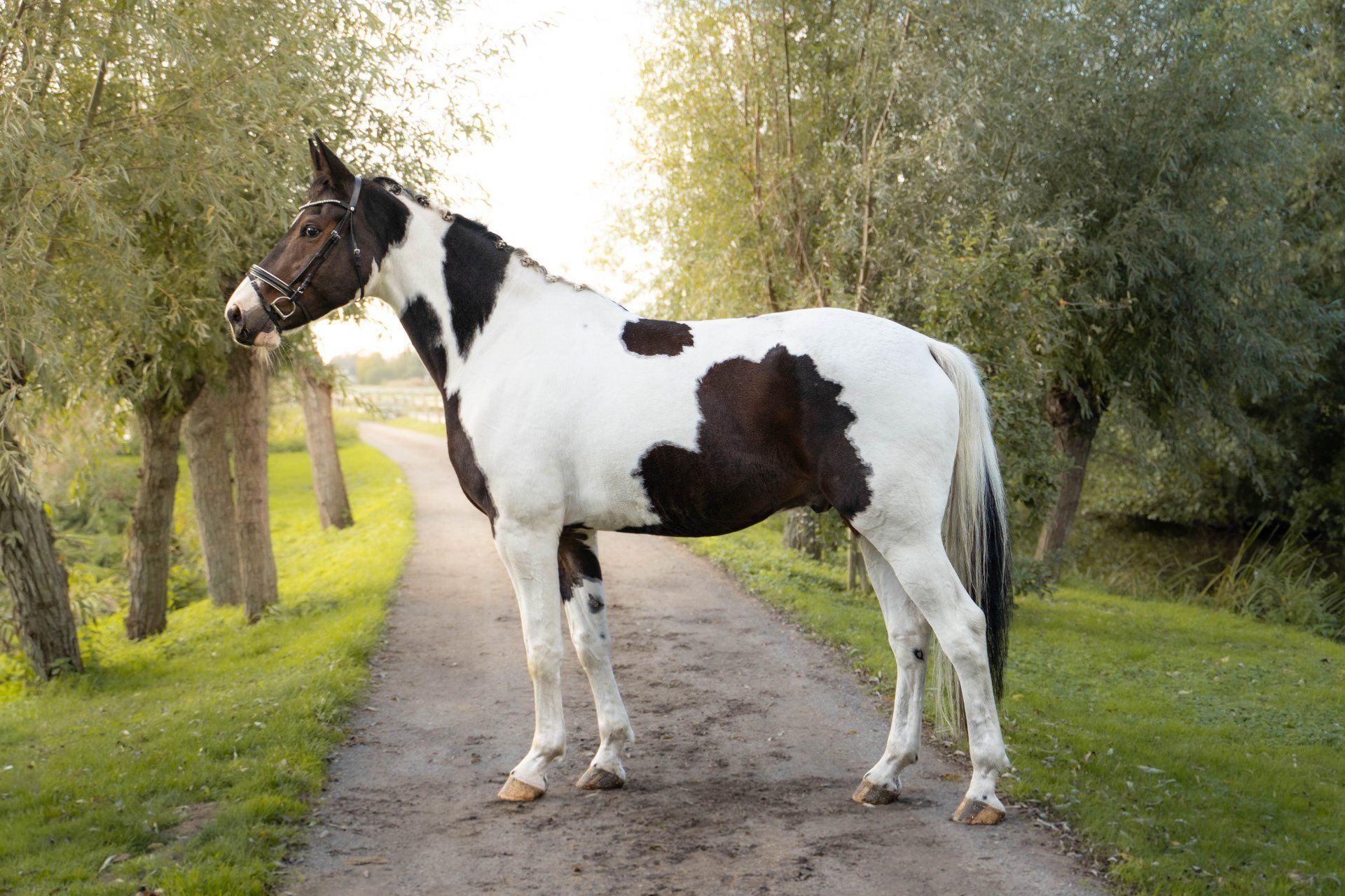 kwpn dressuurpaard ruin 6 años andere-kleur en venta - Foto 3