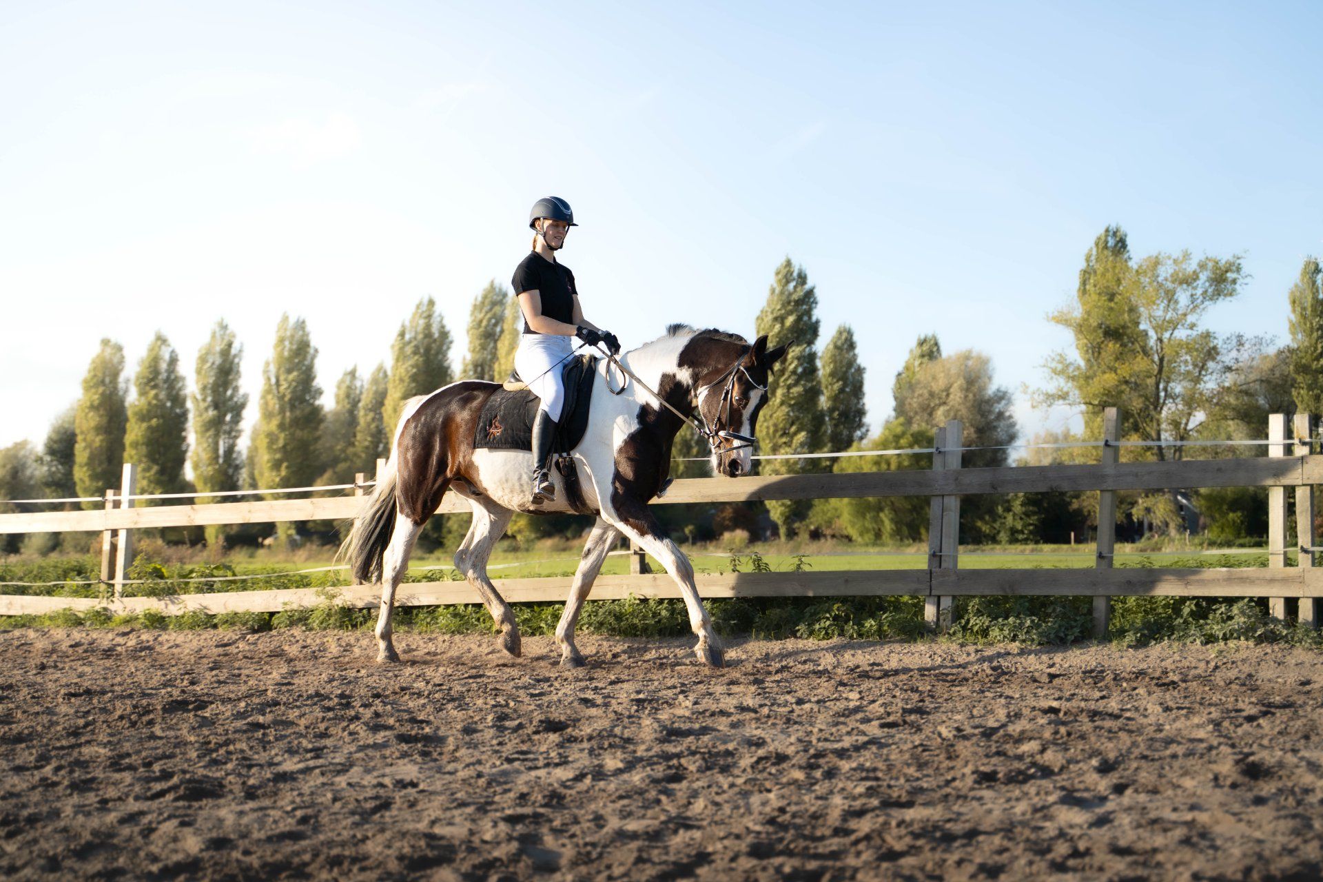 kwpn dressuurpaard ruin 6 años andere-kleur en venta - Foto 2