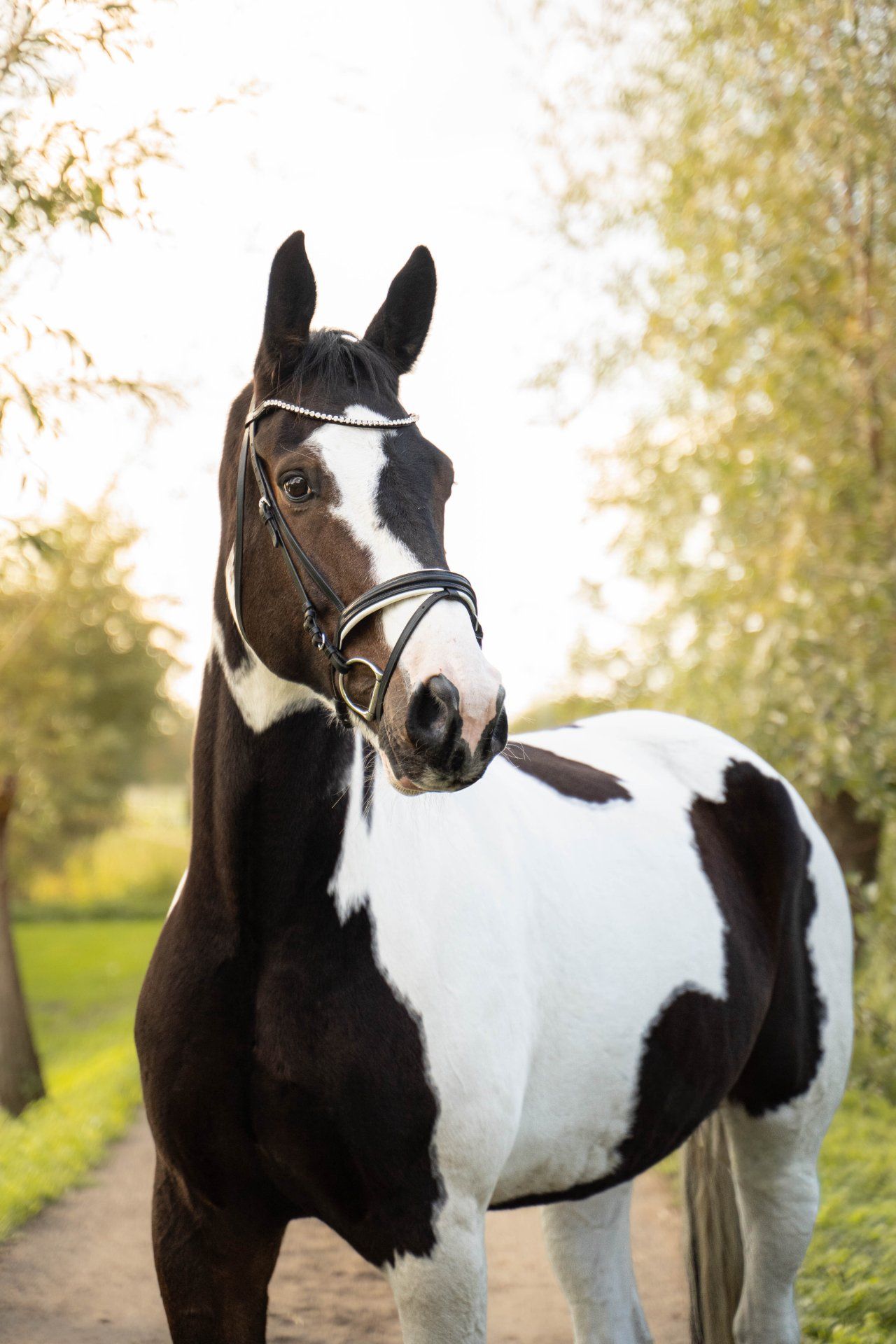 Hermoso caballo polivalente grande