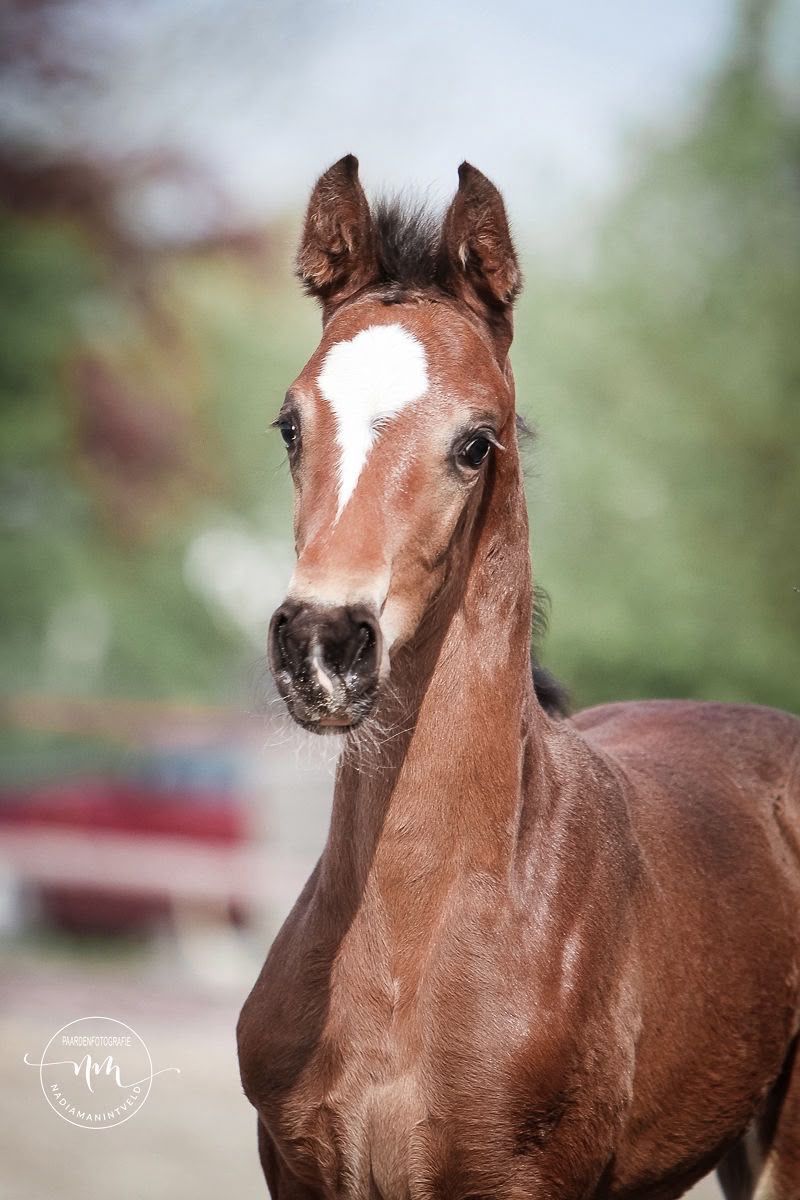 dressuurpaard merrie 3 ans bruin à vendre - Photo 5