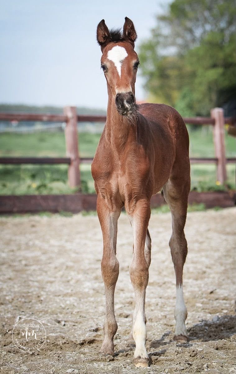 dressuurpaard merrie 3 ans bruin à vendre - Photo 6
