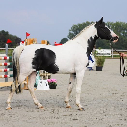 kwpn dressuurpaard ruin 6 años andere-kleur en venta - Foto 4