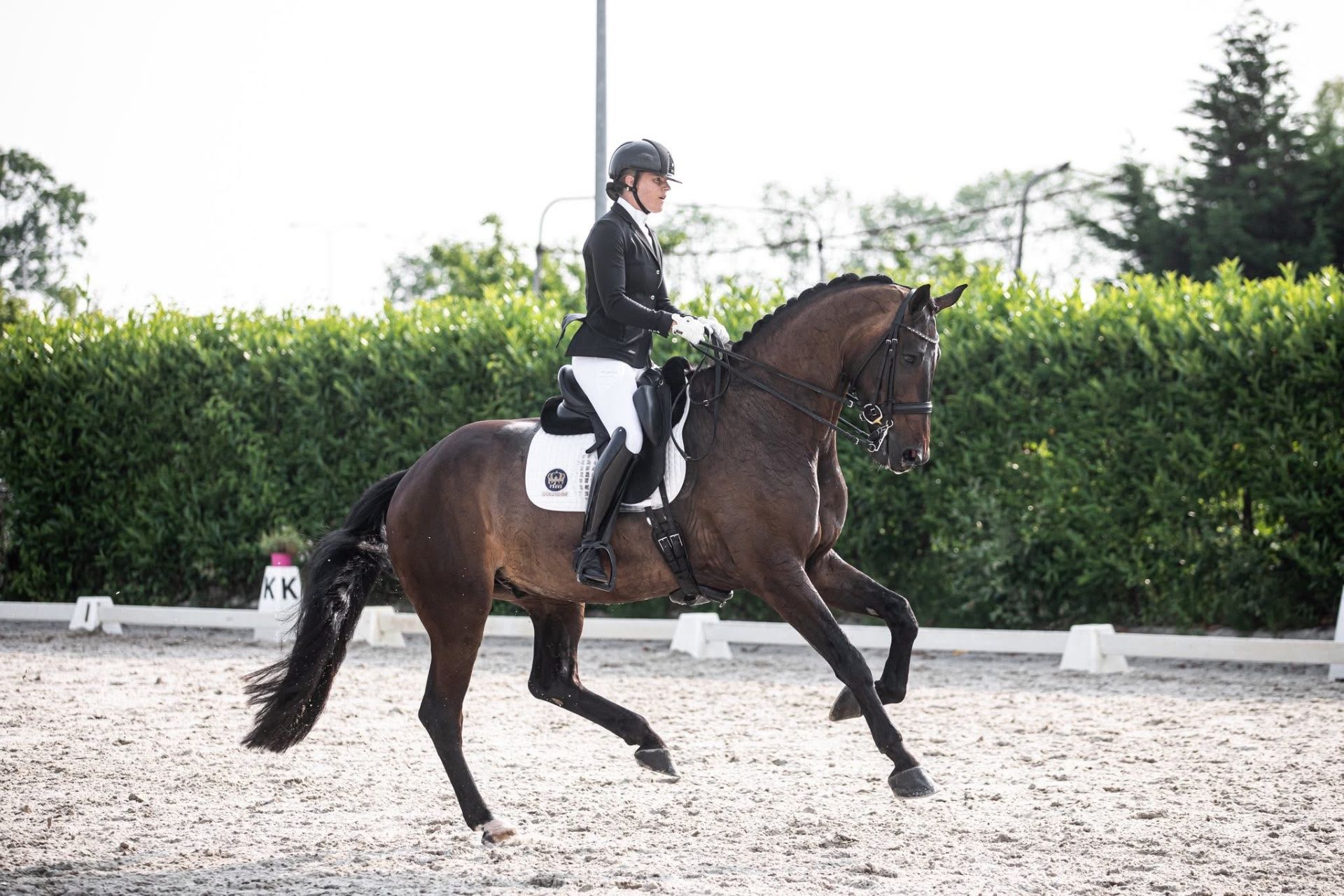 kwpn dressuurpaard ruin 8 años donkerbruin en venta - Foto 2
