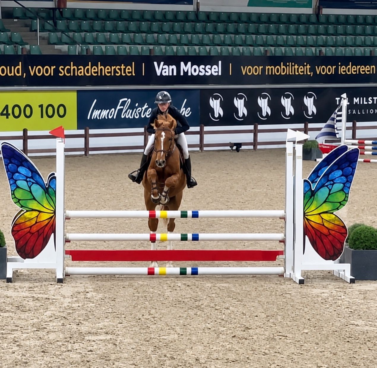 zangersheide springpony ruin 4 ans vos à vendre - Photo 5