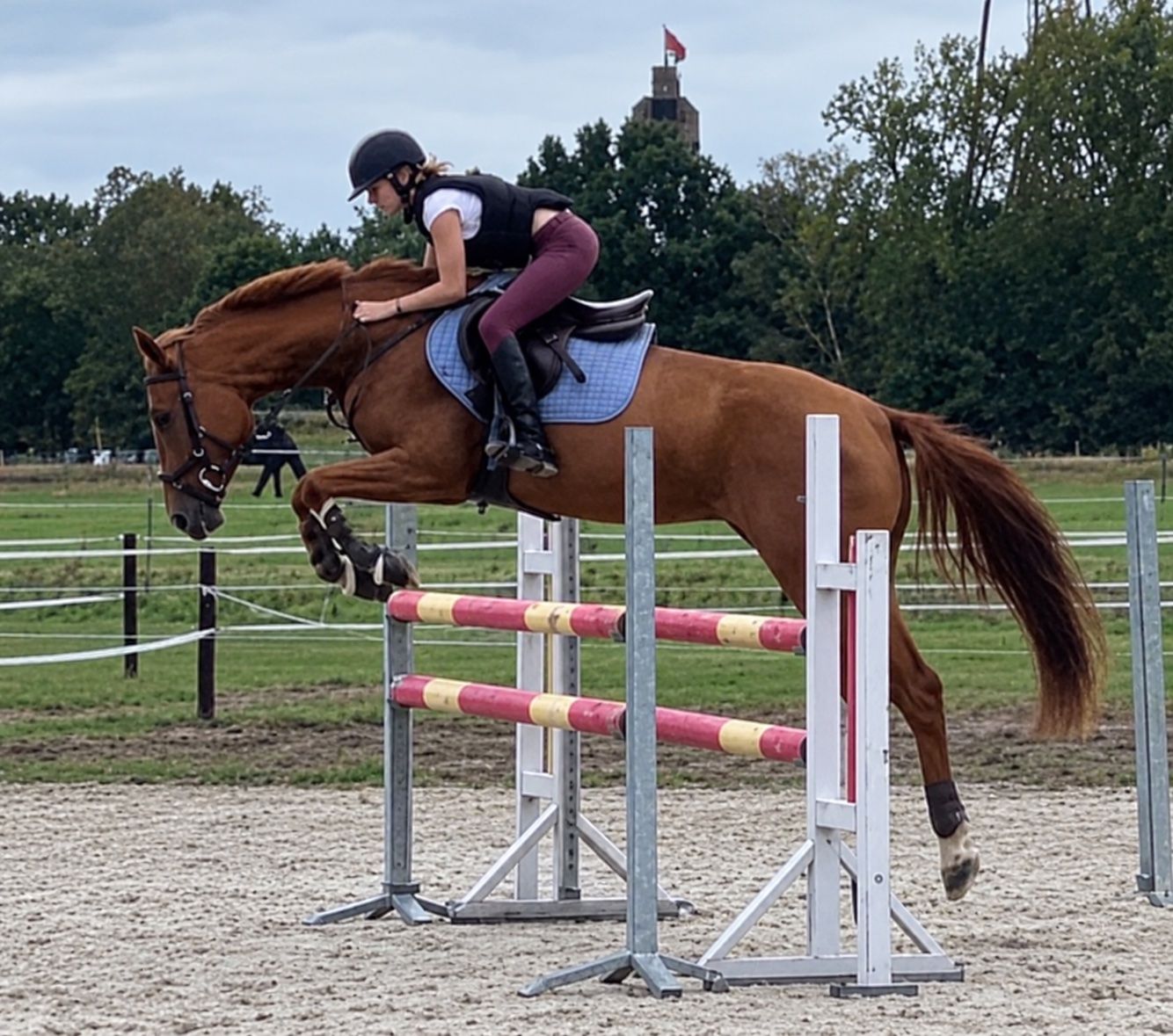 zangersheide springpony ruin 4 ans vos à vendre - Photo 6