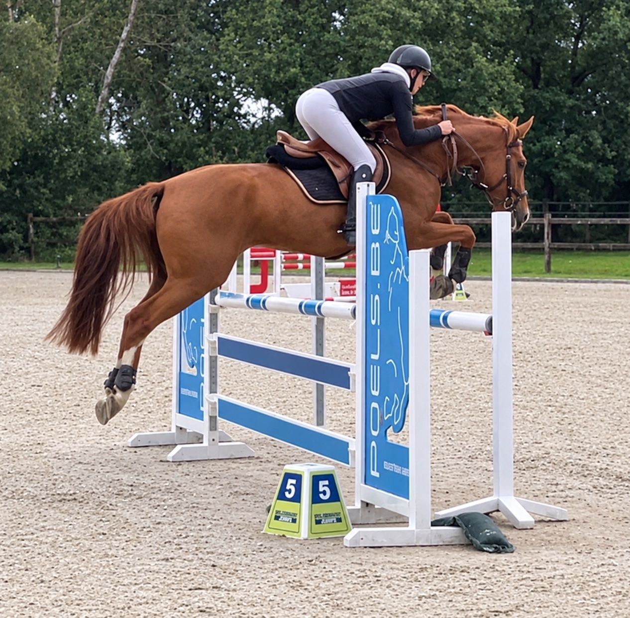 Poney E Galloway Hunter