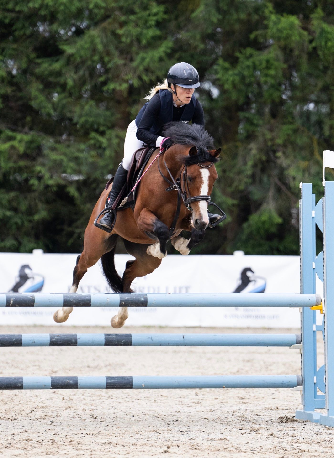 ander springpony ruin 6 ans bruin à vendre - Photo 3